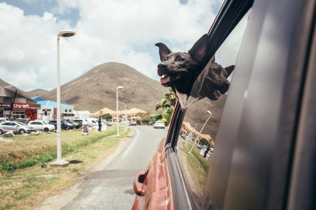 A dog traveling in a car during a transition between work and extended travel.